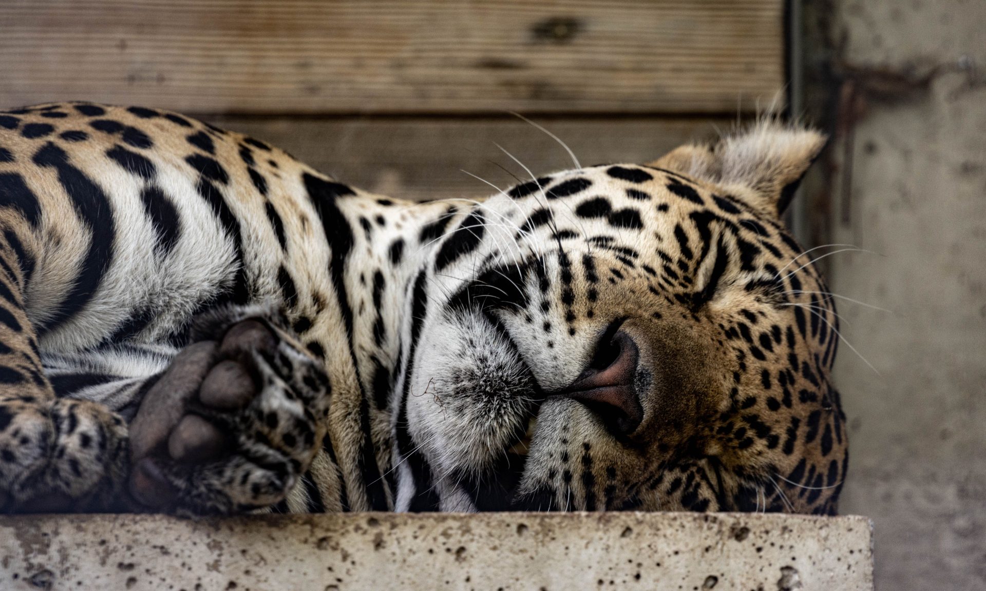 closeup of a beautiful big jaguar sleeping in a zo 2023 01 10 02 31 55 utc