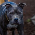 closeup of a gray pit bull in a park 2023 01 05 02 00 41 utc