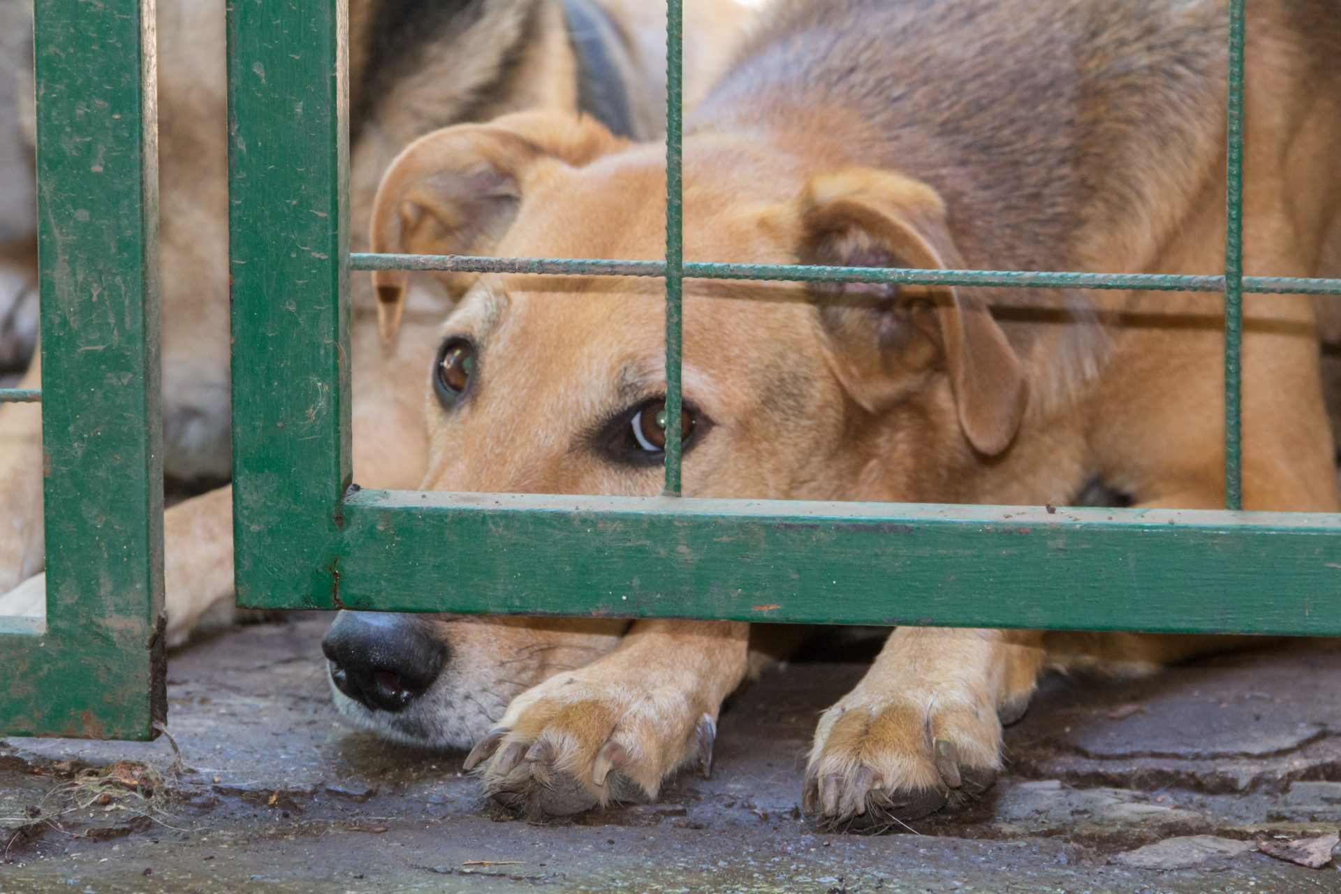 dogs locked up victims of animal abuse and abuse 2023 01 04 00 38 35 utc