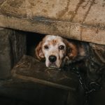 high angle shot of a poor dog chained under a tunn 2023 01 04 00 44 16 utc