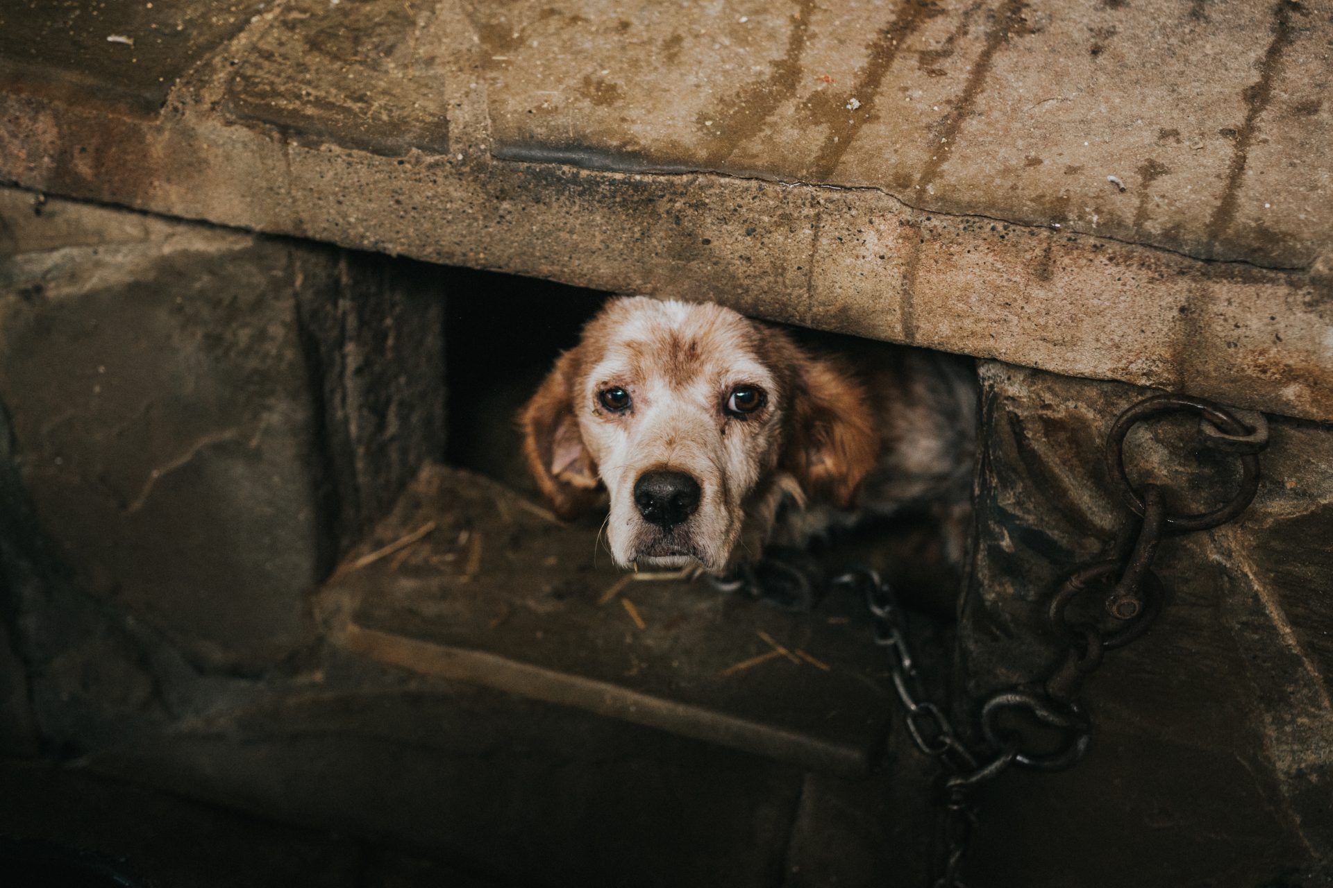 high angle shot of a poor dog chained under a tunn 2023 01 04 00 44 16 utc