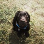 labrador retriever dog breed on the field dog run 2022 12 08 00 14 42 utc