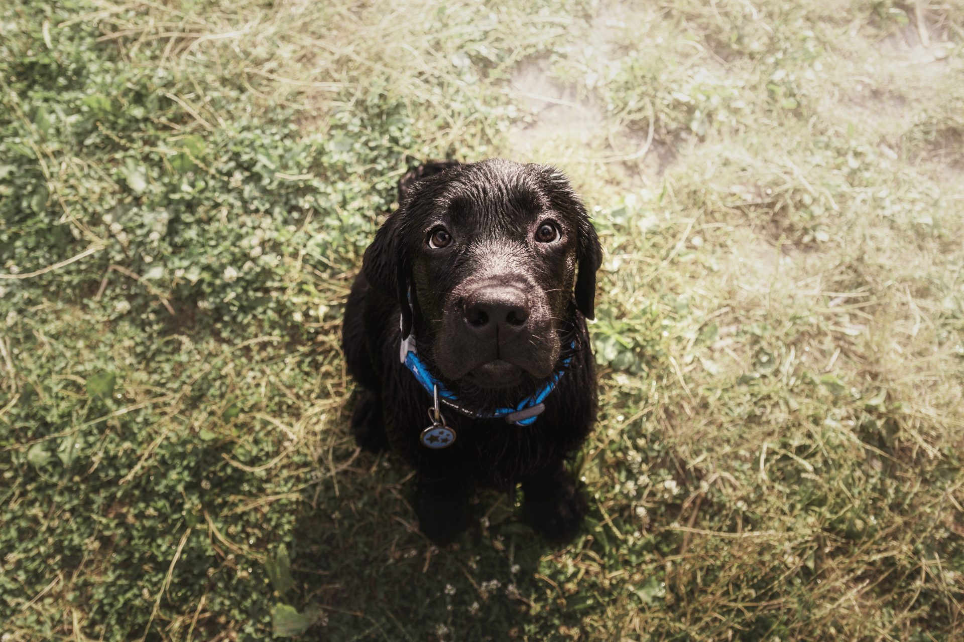 labrador retriever dog breed on the field dog run 2022 12 08 00 14 42 utc