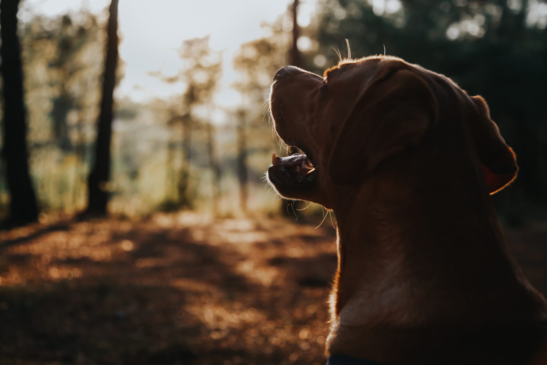 silhouette of labrador dog with open mouth sittin 2022 11 10 18 02 03 utc