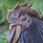 closeup shot of a beautiful black cock ayam cemani 2023 02 28 02 31 21 utc