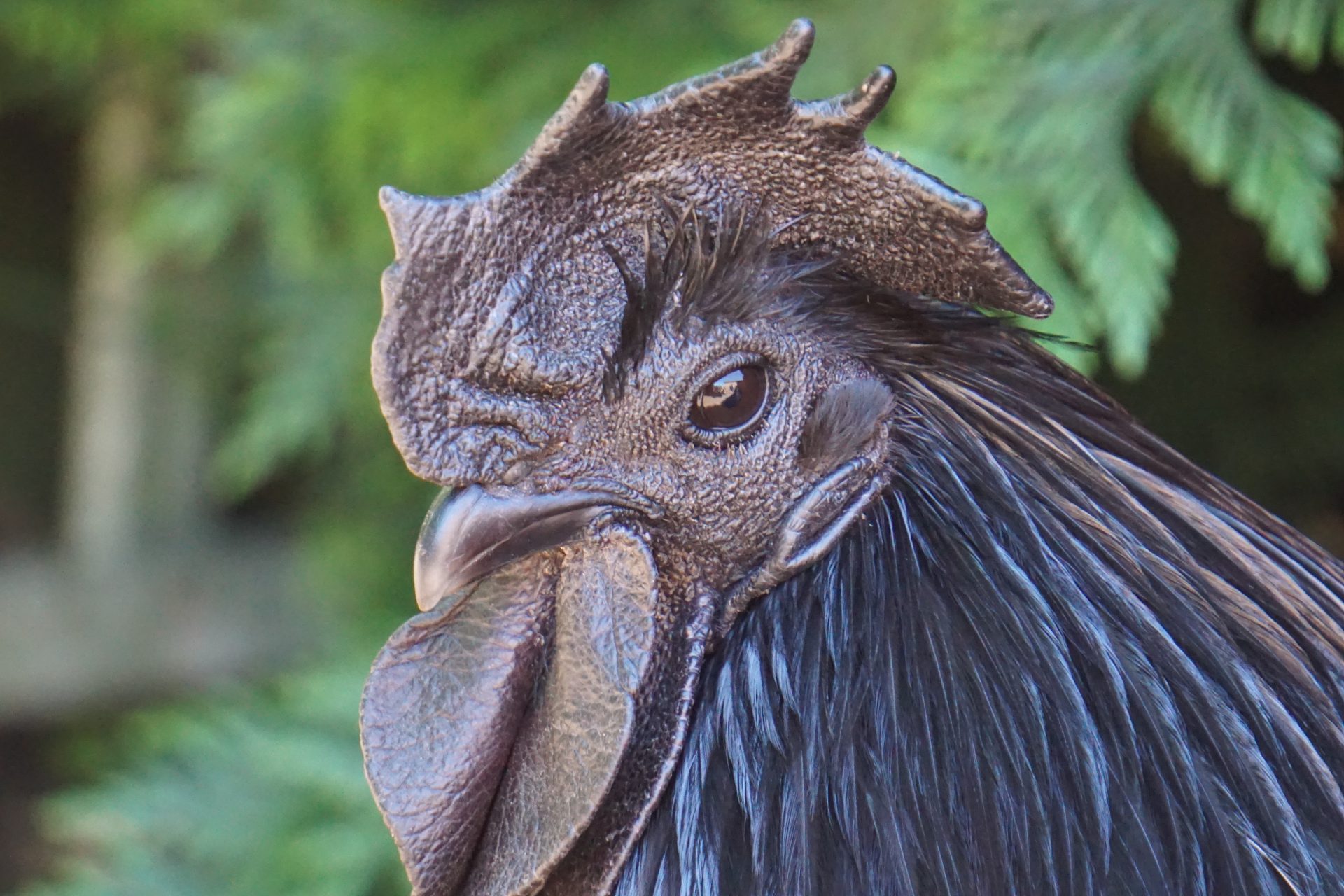 closeup shot of a beautiful black cock ayam cemani 2023 02 28 02 31 21 utc