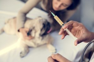 veterinarian preparing for a vaccination 2022 12 16 00 11 00 utc