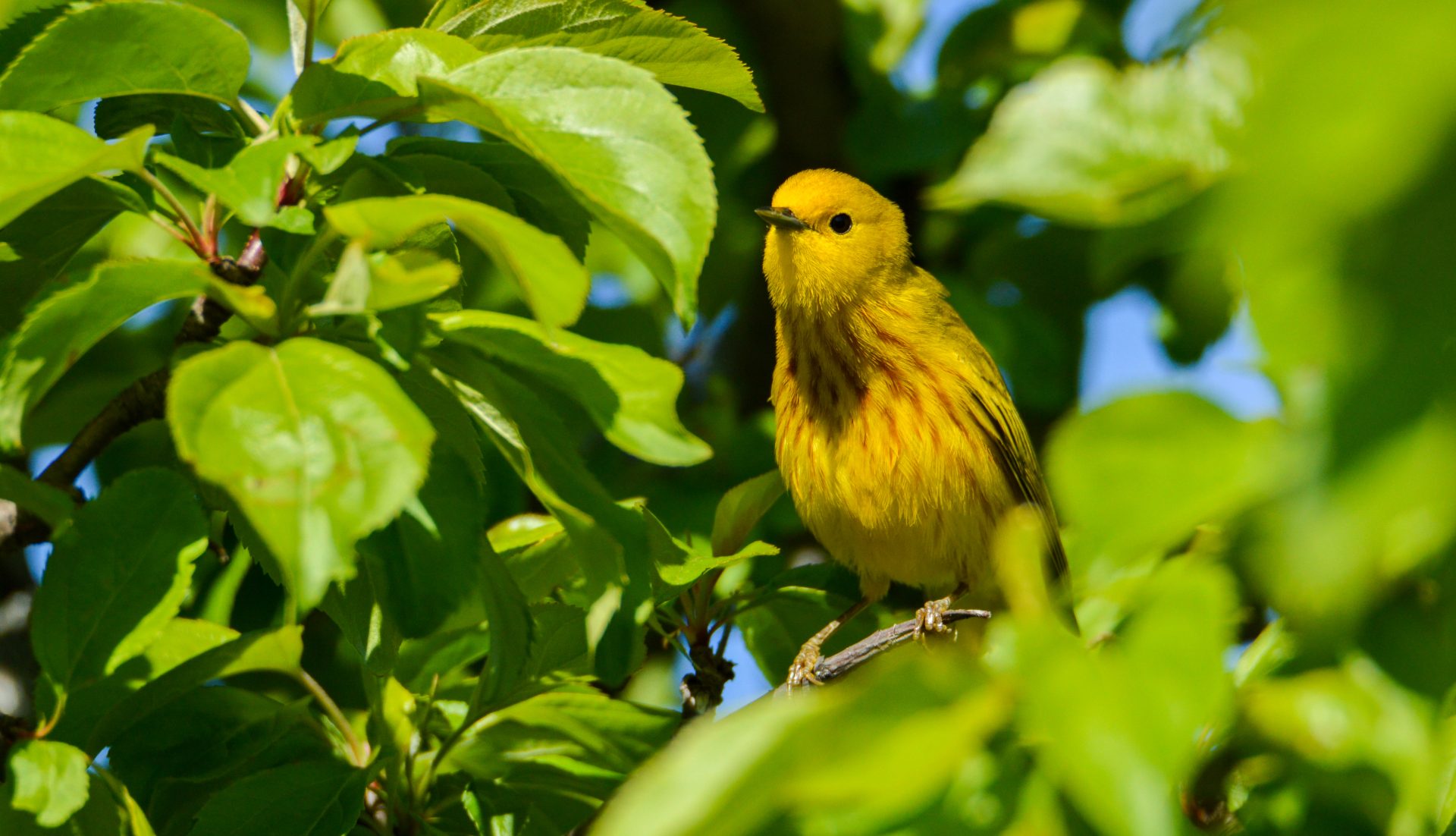 warbler bird 2023 05 25 20 14 26 utc