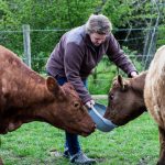 woman feeding two brown cows on a farm 2022 03 04 02 24 17 utc