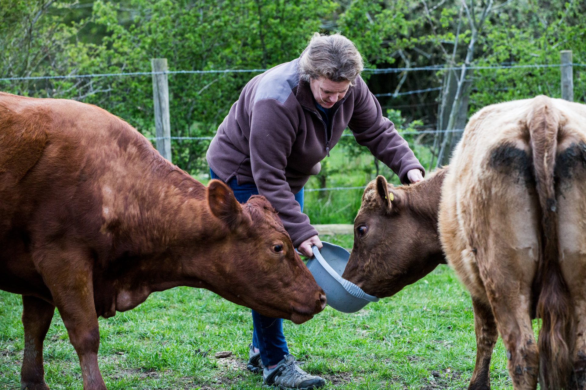 woman feeding two brown cows on a farm 2022 03 04 02 24 17 utc