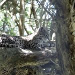 Leopardus geoffroyi uruguay 1