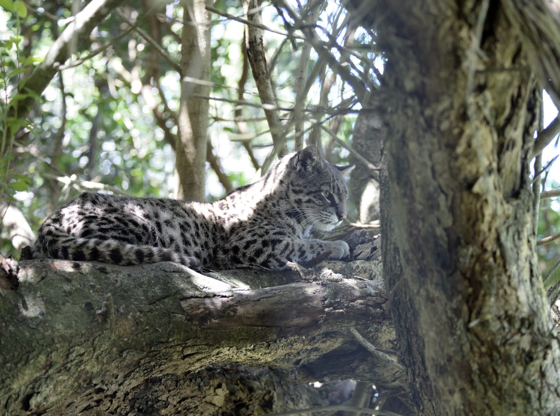 Leopardus geoffroyi uruguay 1