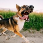 barking angry aggressive mixed breed dog running i 2021 08 26 23 06 09 utc