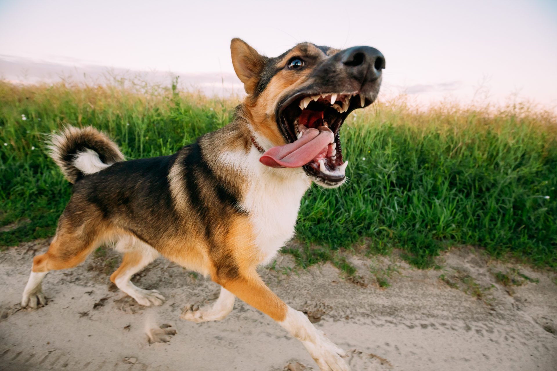 barking angry aggressive mixed breed dog running i 2021 08 26 23 06 09 utc
