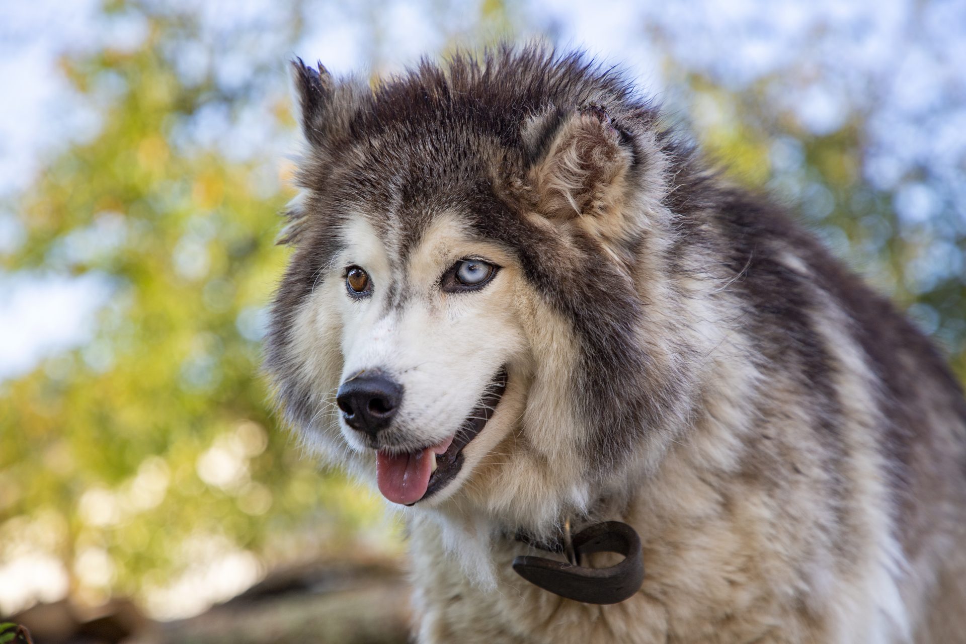 siberian husky 2021 08 29 16 38 47 utc