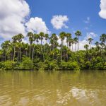 sandoval lake tambopata national reserve tambopa 2022 03 08 07 39 18 utc