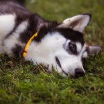 siberian husky the siberian husky rests on the gr 2021 08 26 16 35 08 utc