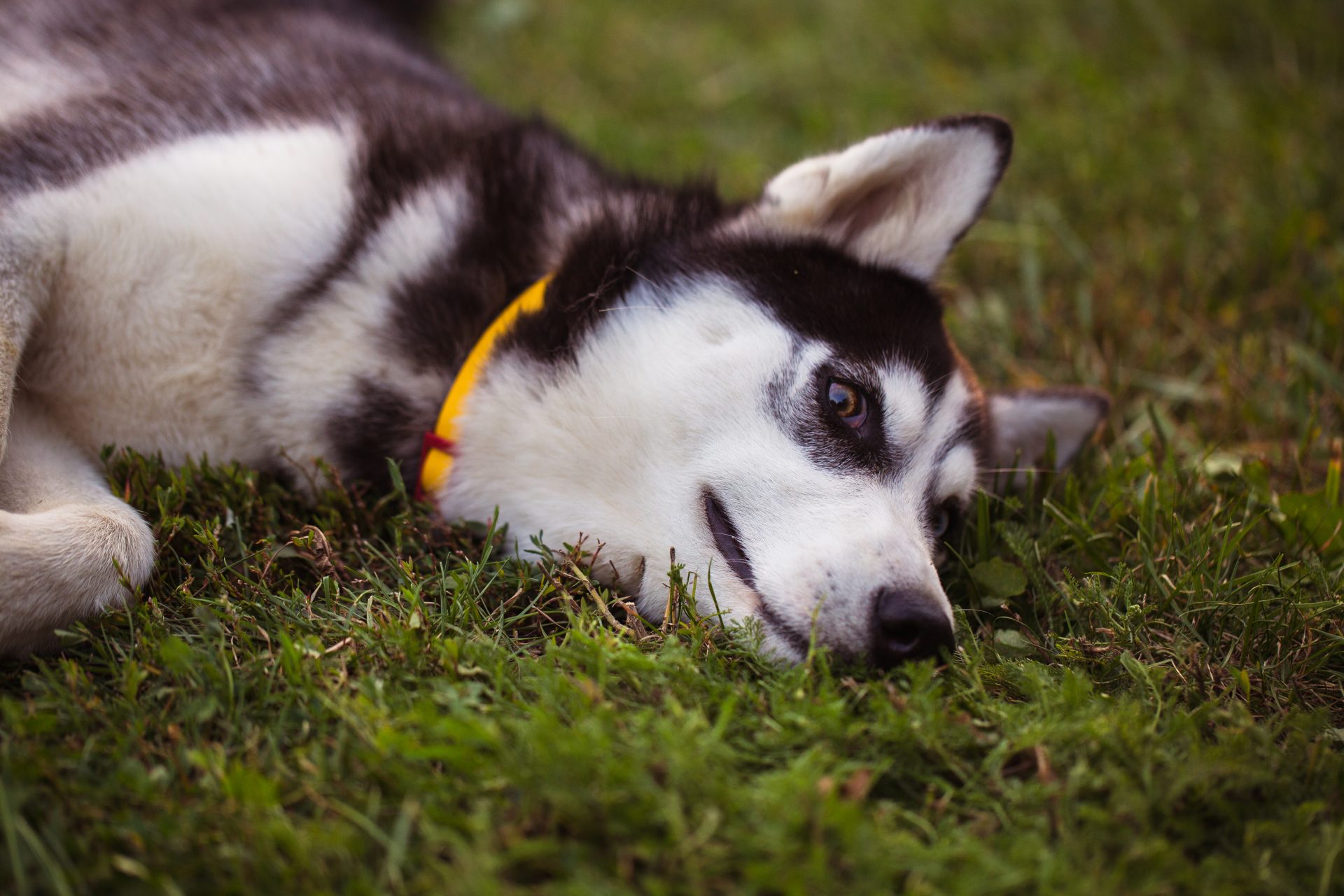 siberian husky the siberian husky rests on the gr 2021 08 26 16 35 08 utc