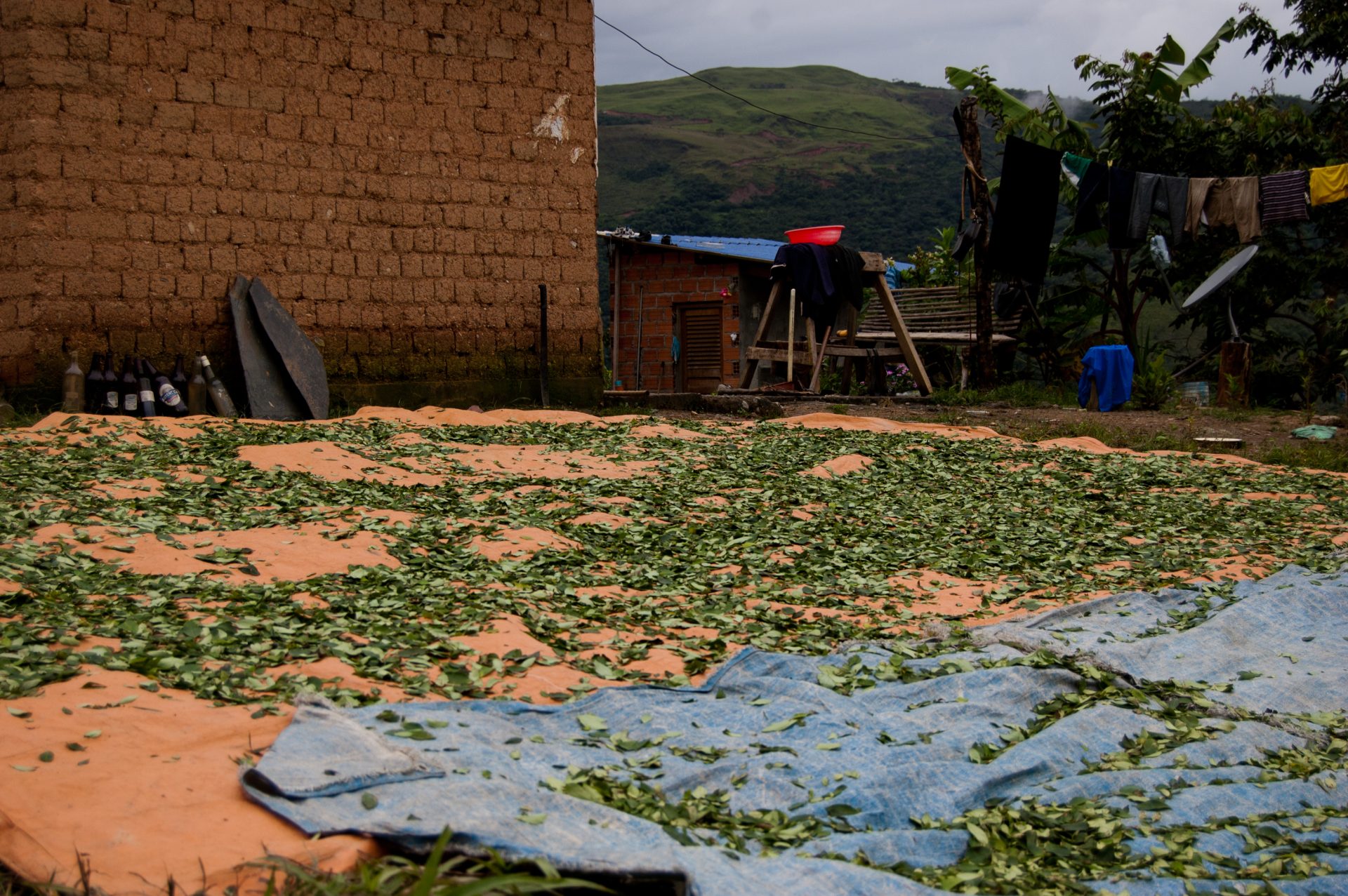 Cultivos De Coca Rompen Récord En Colombia: Según La ONU Llegaron A 230 ...