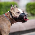 big brown dog in black muzzle on street 2022 01 04 19 46 02 utc