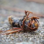closeup shot of a dead bumblebee on the ground wit 2023 02 04 04 01 31 utc