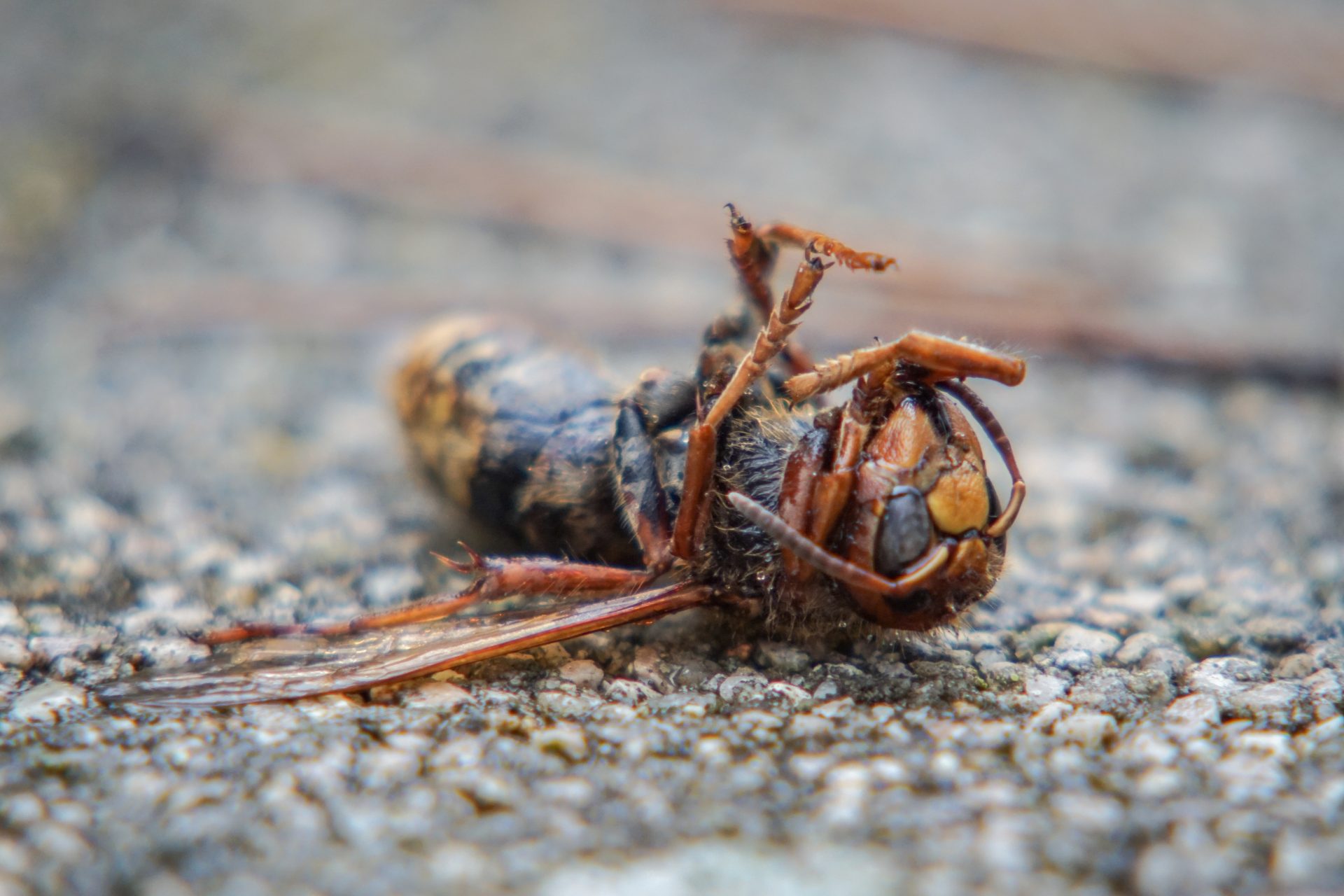 closeup shot of a dead bumblebee on the ground wit 2023 02 04 04 01 31 utc