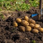 digging potatoes harvest potatoes on the farm 2022 12 01 23 02 40 utc