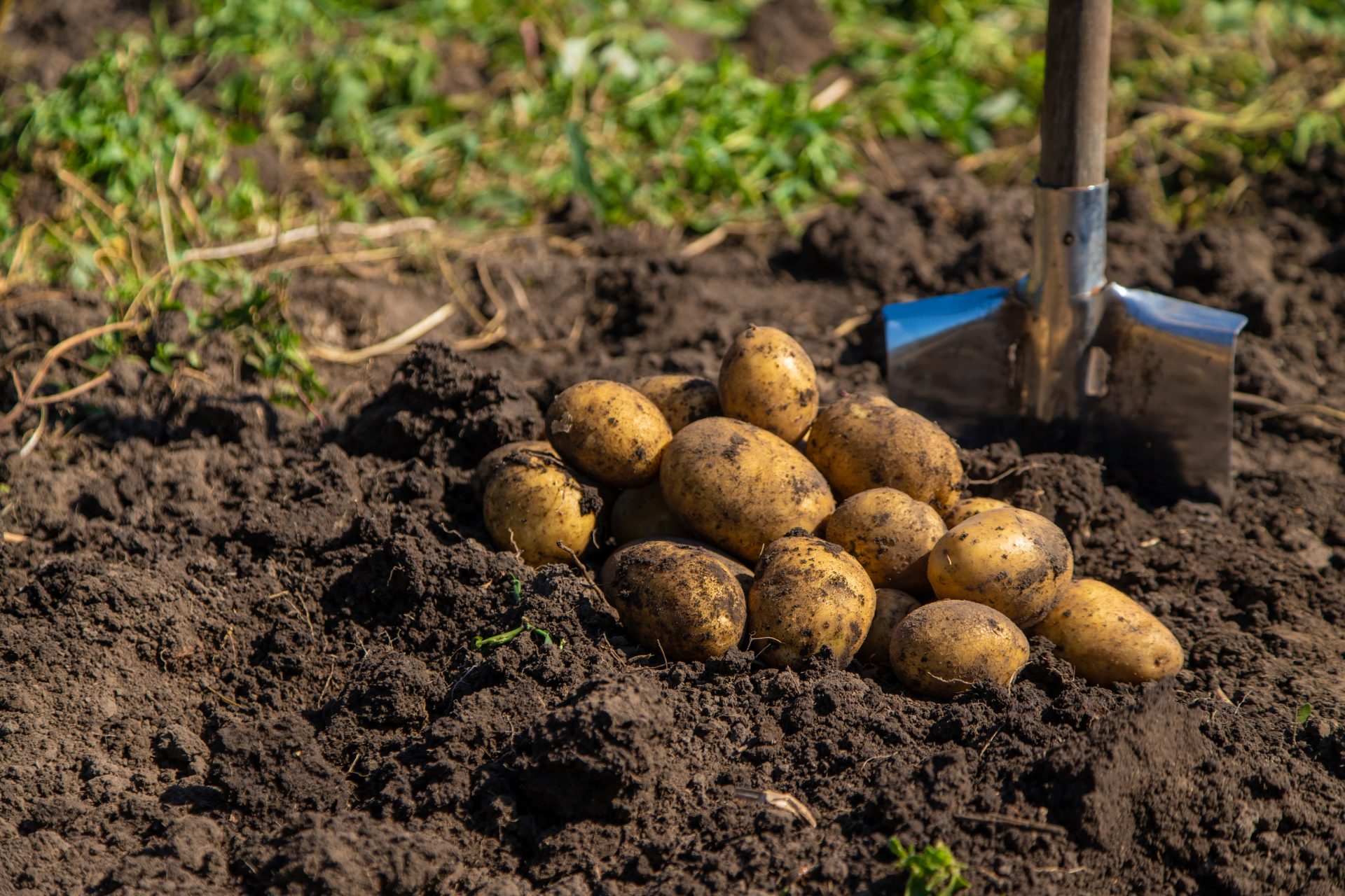 digging potatoes harvest potatoes on the farm 2022 12 01 23 02 40 utc