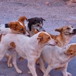 group of stray dogs on the street 2022 11 16 23 55 47 utc