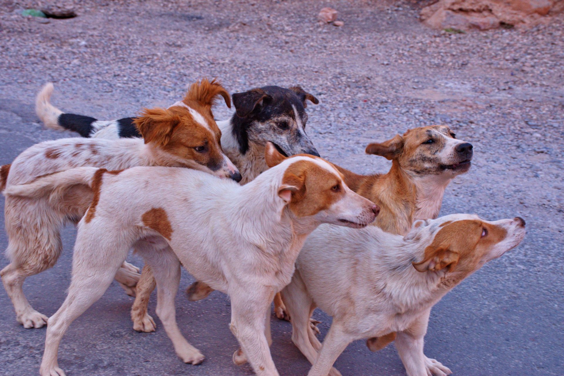 group of stray dogs on the street 2022 11 16 23 55 47 utc