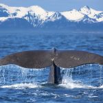whale tail 2021 08 26 16 37 35 utc