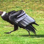 andean condor walking on the ground 2023 10 06 03 17 30 utc