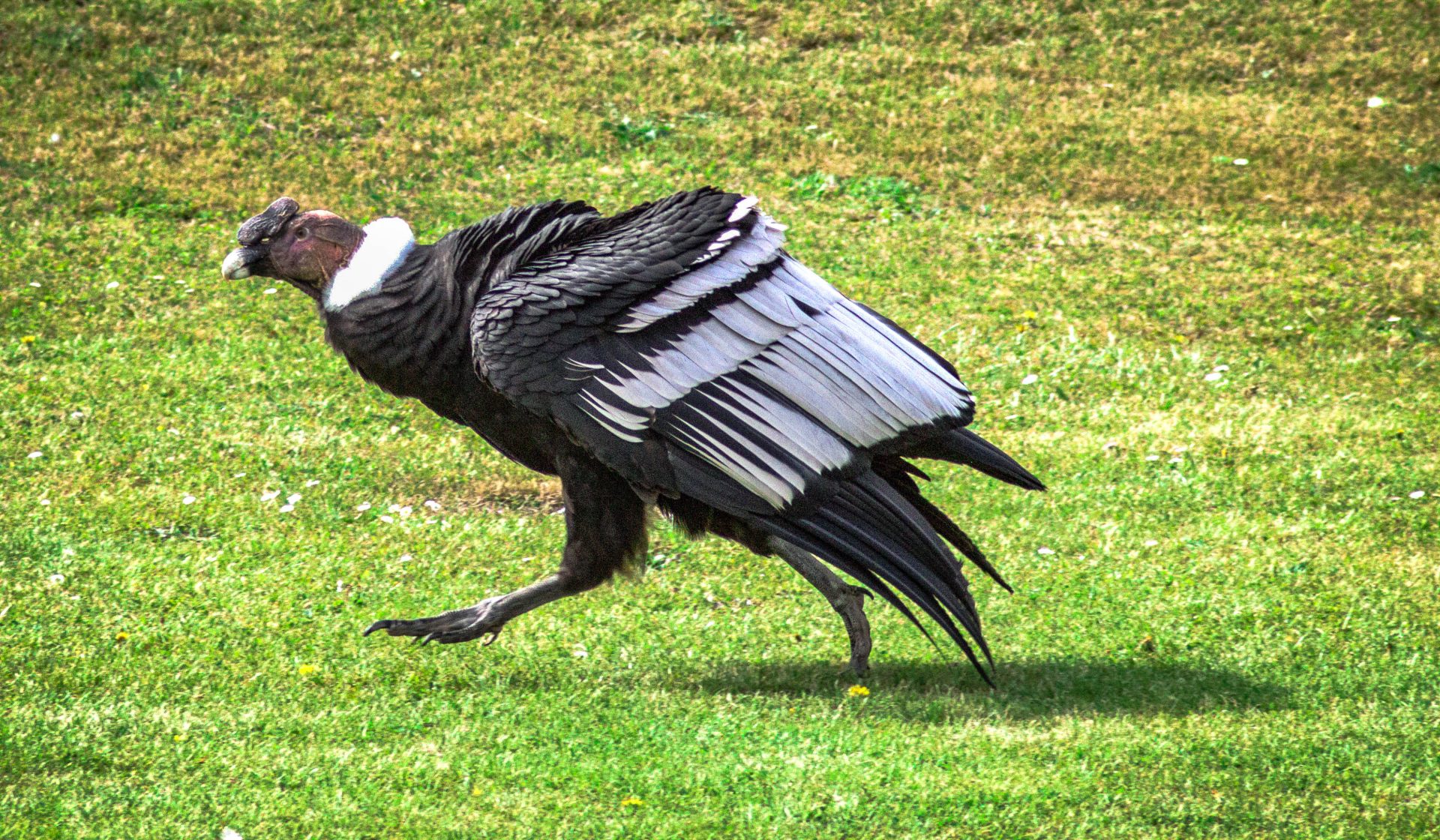 andean condor walking on the ground 2023 10 06 03 17 30 utc
