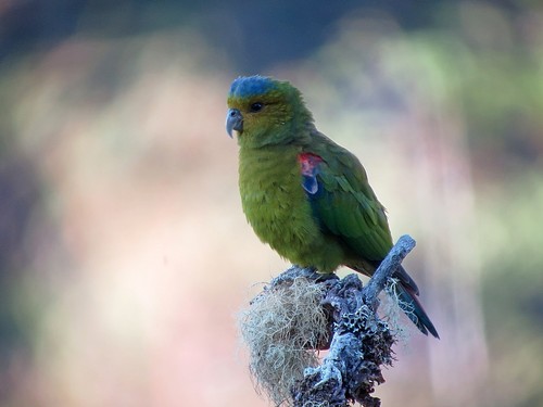 aves emblematicas