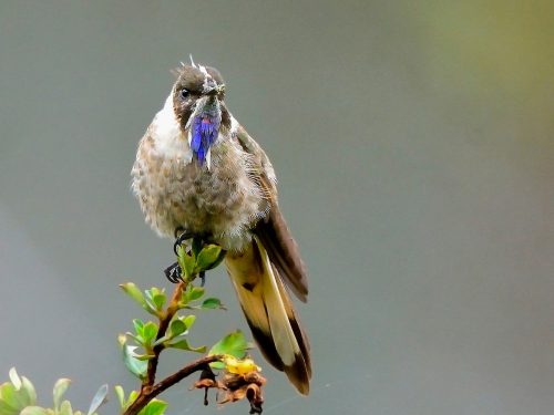 aves emblematicas 2 500x375 1