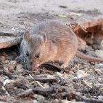brown rat rattus norvegicus 2021 08 30 02 29 40 utc