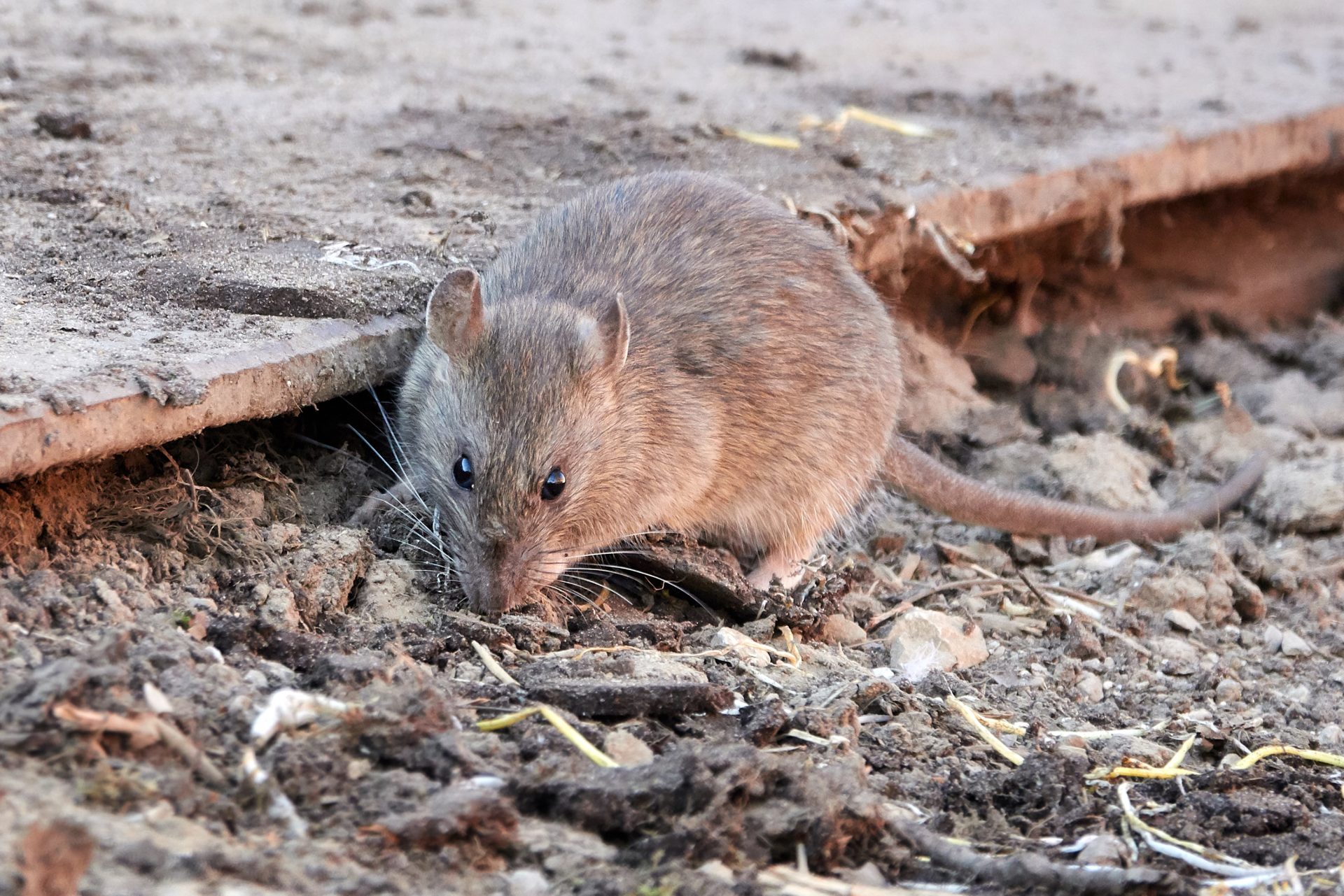 brown rat rattus norvegicus 2021 08 30 02 29 40 utc