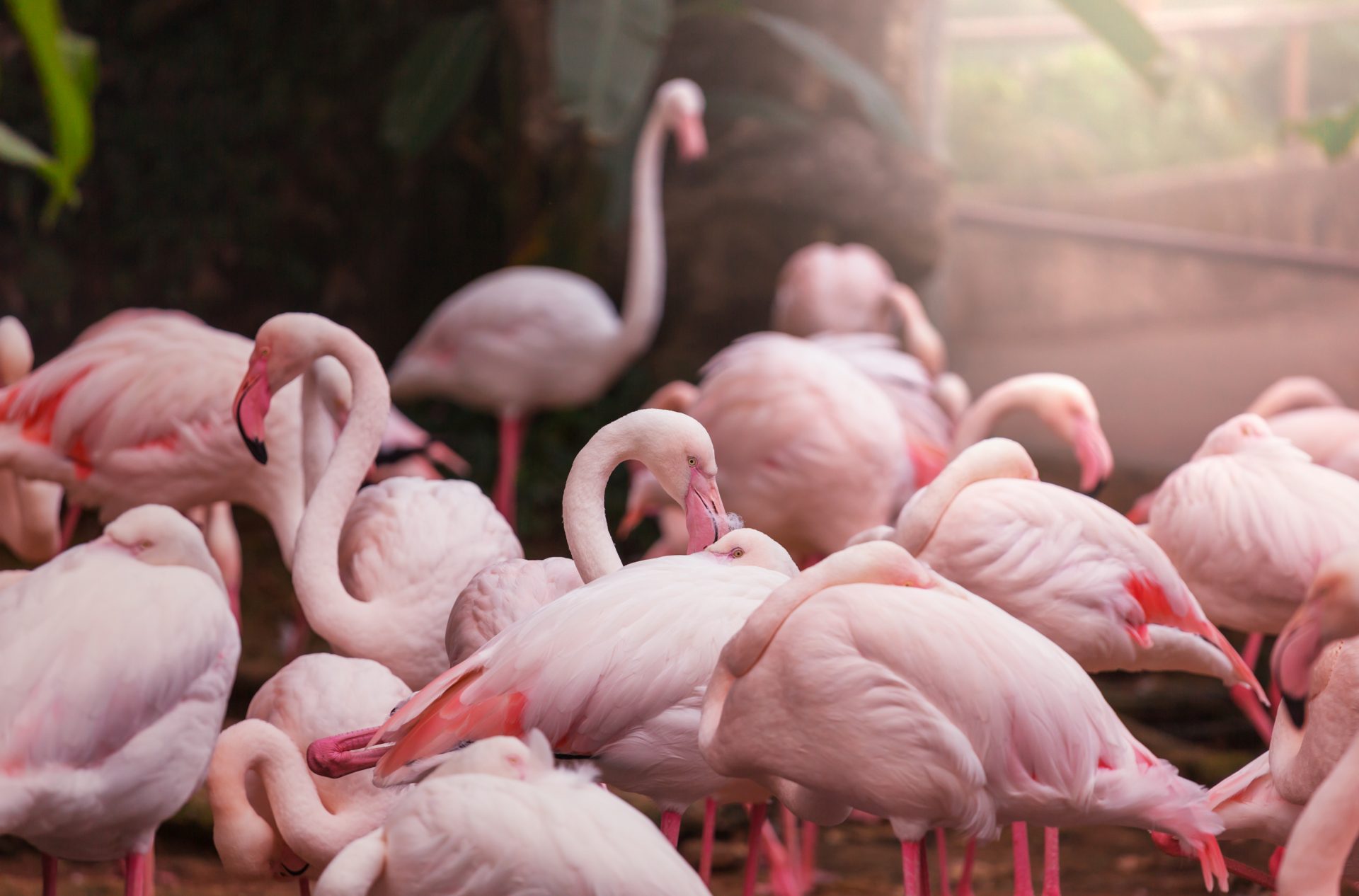 pink flamingo 2022 02 02 05 09 47 utc