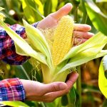La Corte ordena a Minagricultura proteger las semillas de maiz nativas