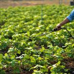 Mas de 4.673 millones destinados a la agricultura Un impulso a 5.312 campesinos en Cundinamarca
