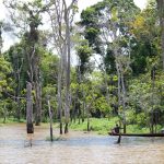 amazon flooded forest 2023 11 27 04 50 22 utc