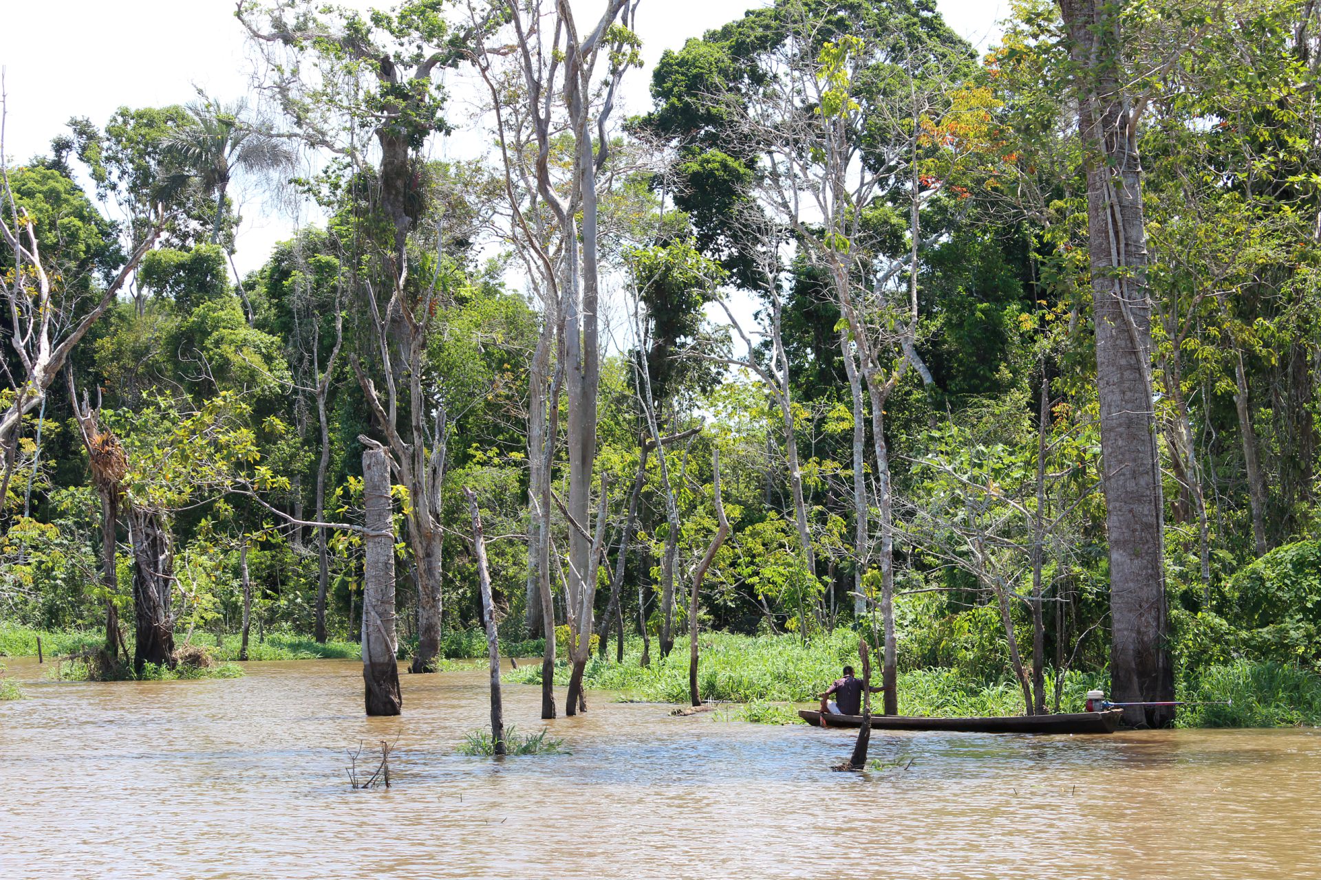 amazon flooded forest 2023 11 27 04 50 22 utc