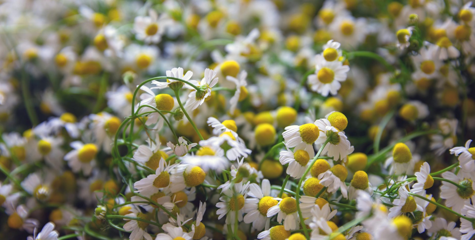 chamomile aromatic herb flower field blur backgrou 2022 12 16 12 13 22 utc