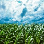 corn field and stormy sky 2021 08 26 23 03 07 utc