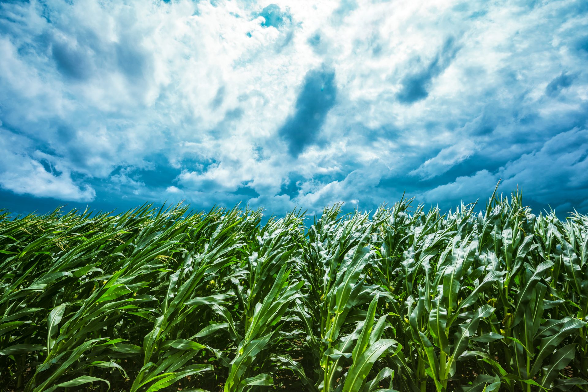 corn field and stormy sky 2021 08 26 23 03 07 utc