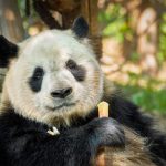 giant panda bear in china 2021 08 26 22 58 27 utc