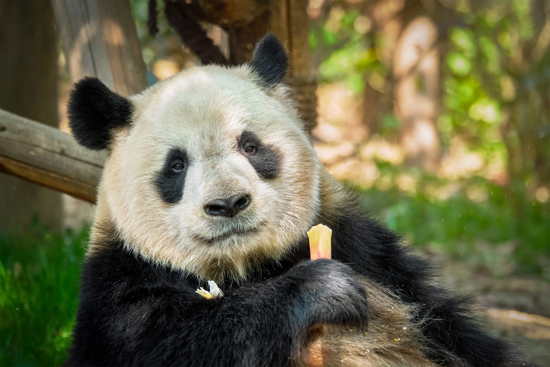giant panda bear in china 2021 08 26 22 58 27 utc