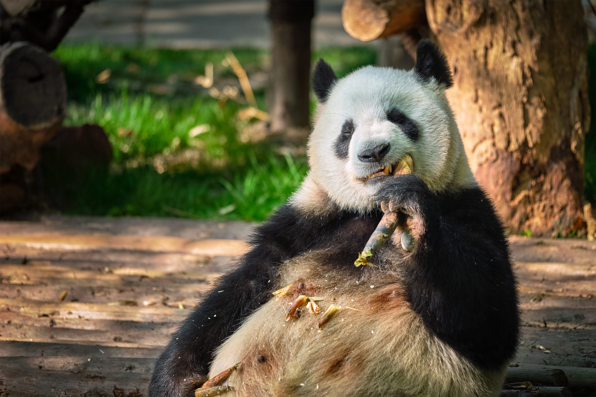 giant panda bear in china 2022 02 02 03 47 49 utc