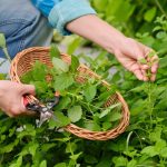 hands with garden shears and wicker plate with aro 2021 12 09 21 53 08 utc