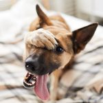 embarassed dog on bed 2023 11 27 05 14 23 utc
